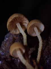 Flammulaster erinaceellus