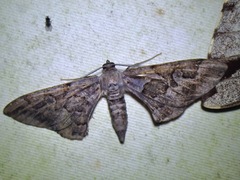 Hypochrosis binexata