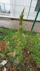Amaranthus retroflexus