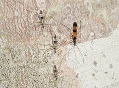 Hiranetis braconiformis
