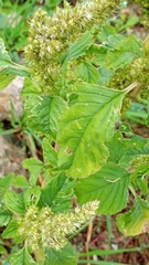 Amaranthus retroflexus