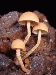 Flammulaster erinaceellus