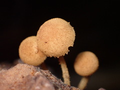 Flammulaster erinaceellus