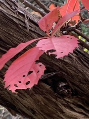 Parthenocissus quinquefolia