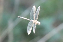 Aeshna mixta
