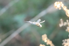 Aeshna mixta