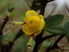 Berberis hayatana
