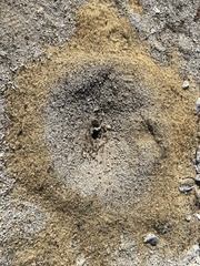 Veromessor pergandei