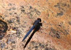 Trithemis furva