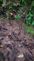 Micrurus diastema apiatus