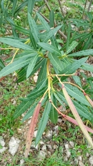 Nerium oleander