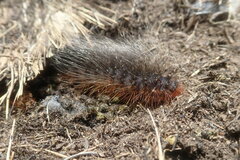 Phyllalia patens