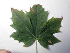 Phyllonorycter joannisi