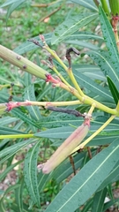 Nerium oleander