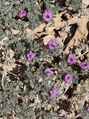 Tiquilia mexicana