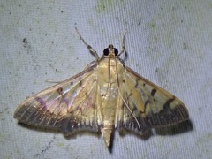 Syllepte fabiusalis