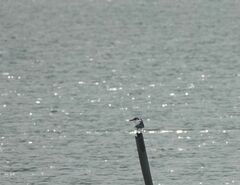 Chlidonias leucopterus