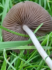 Britzelmayria multipedata