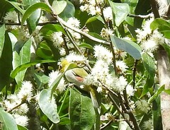 Zosterops erythropleurus