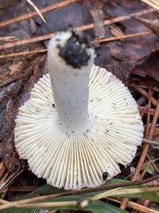 Russula silvicola