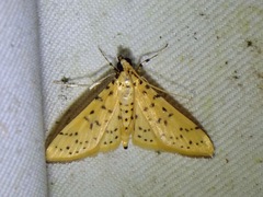 Conogethes punctiferalis