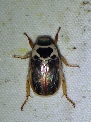 Mimela maculicollis