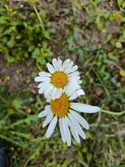 Leucanthemum vulgare
