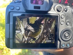 Setophaga kirtlandii