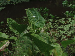 Echinodorus