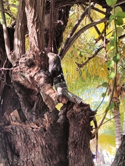 Ctenosaura melanosterna