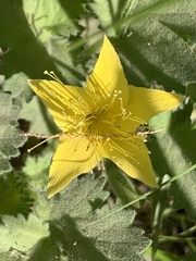 Eucnide bartonioides