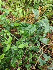 Maesa perlaria formosana