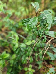 Maesa perlaria formosana