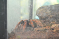 Brachypelma boehmei