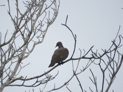 Patagioenas speciosa