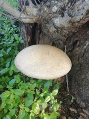 Volvariella