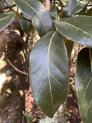 Cryptocarya