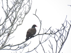 Patagioenas speciosa
