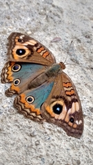 Junonia evarete
