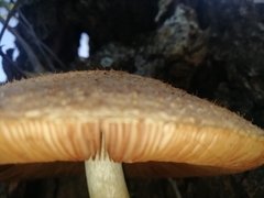 Volvariella