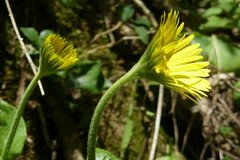 Doronicum plantagineum