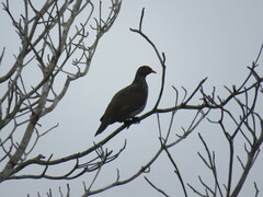 Patagioenas speciosa