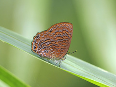 Poritia sumatrae