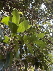 Cryptocarya