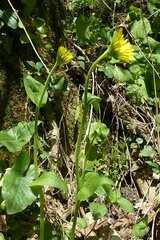 Doronicum plantagineum