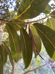 Cryptocarya