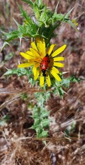 Mylabris quadripunctata