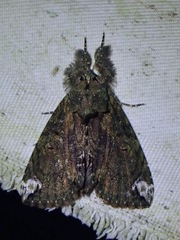 Plotheia exacta