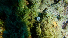 Ceratophyllidia papilligera