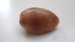 Bulla occidentalis